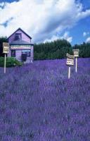 廠家直銷超真數(shù)碼主題背景——熏衣草系列攝影背景